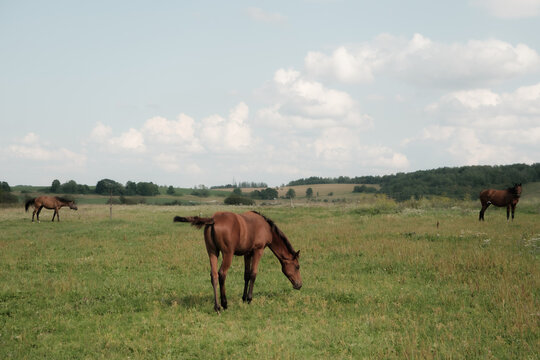 Horses in the field on a summer sunny day