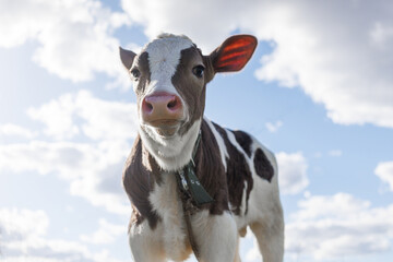 A curious calf gazes forward, surrounded by vibrant green grass and a beautiful sky, enjoying a...