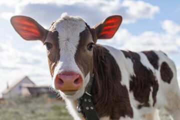 A friendly calf stands in a bright pasture, looking inquisitively at the viewer with a blue sky and...