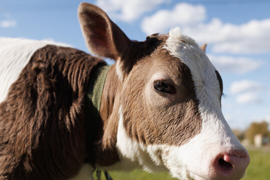 A charming calf with brown and white fur grazes gracefully in a lush green pasture, basking in a bright afternoon sun with fluffy clouds - Powered by Adobe