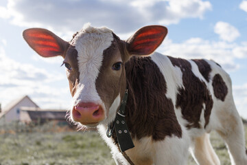 Calf with brown and white fur curiously gazes while enjoying the warm sunshine in a lush green...