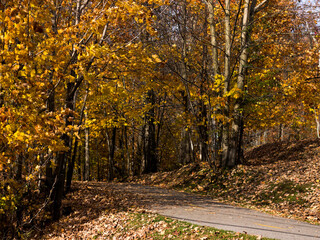 Autumn season, cold weather, orange tree, maple leaf at Mot-Tremblant, Quebec