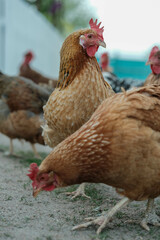  Brown Chickens Foraging Outdoors