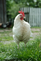 A white chicken with a bright red comb stands attentively on green grass in a rural setting.