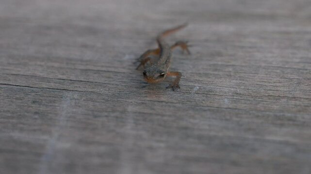 A baby lizard crawls towards the camera on a wooden board