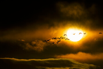 日の出と雁の飛翔
