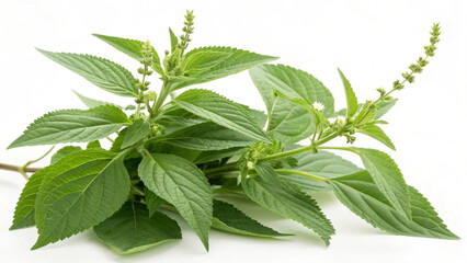 Herbal medicine plant Strobilanthes callosus or Karvy on white or transparent background