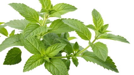 Herbal medicine plant Strobilanthes callosus or Karvy isolated on white or transparent background