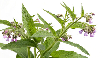 Herbal medicine plant Symphytum officinale or Comfrey on white or transparent background