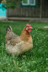 A brown hen with a red comb stands prominently in lush green grass near a rustic building.