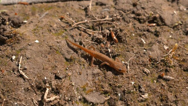 Baby lizard crawls on the ground. slow motion