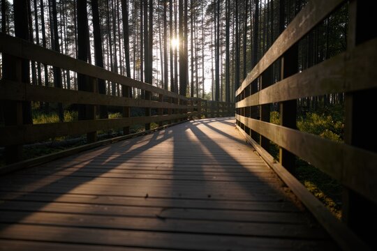 Sunlight shining through tall pine trees along a wooden bridge casting long shadows during golden hour - Powered by Adobe
