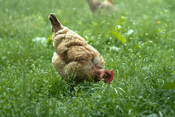 A brown hen with a red comb forages in tall green grass, viewed from behind as it pecks at the...