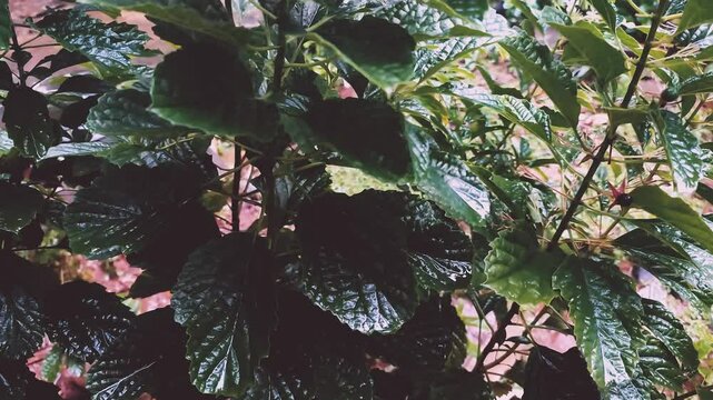 Close-up footage of Strobilanthes crispus, also known as Black Face General. Shows the fresh, crumpled green leaves in daylight. Ideal for nature, herbal, or medicinal visual content.