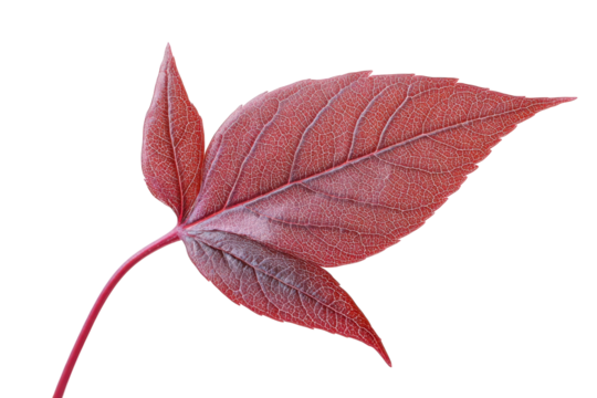 Red leaf with detailed veins