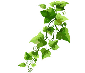 Hedera ivy vine, green climbing ivy, isolated creeper branch, botanical element, hanging ivy plant, vector illustration, white background, natural greenery design, climbing vines. © aura studio