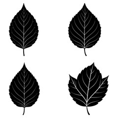 Obraz premium Four black and white leaf silhouettes with detailed venation arranged on a white background surface view