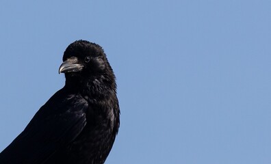 Black crow against a clear blue sky.