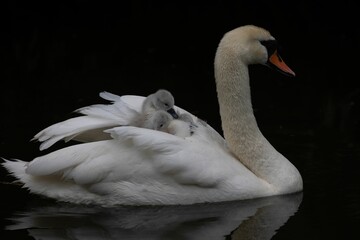 Fototapeta premium Swan with Cygnets on a Tranquil Lake