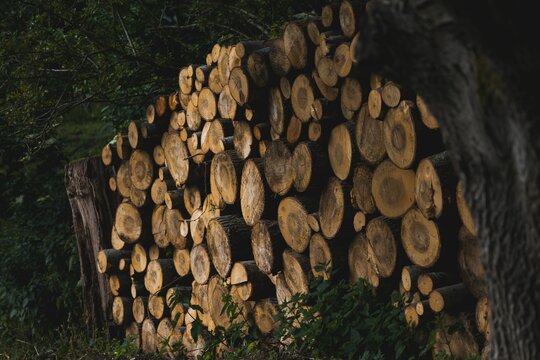 Stack of chopped logs in a forest