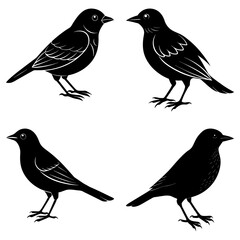 Four black bird silhouettes facing different directions on a white background in a vector illustration