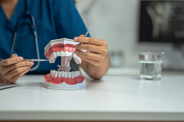 Woman dentist holding tooth model and analyzing dental treatments in the morning at the desk.