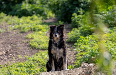 Border Collie on a Sunny Path