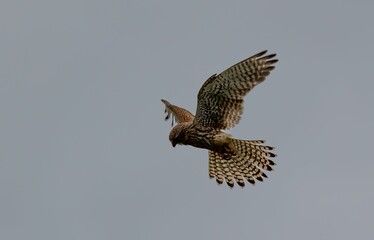Majestic hawk soaring in clear sky