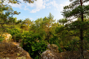 Fototapeta premium The Queen rock in Fontainebleau forest