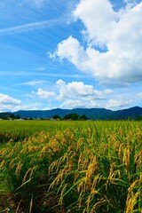 実りの秋。遠野、岩手、日本。9月中旬。