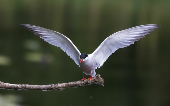Tern with wings spread perched on a branch over water, showcasing its graceful pose.