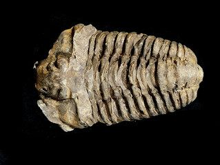 old trilobite fossil
