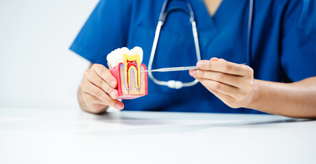 Dental professional pointing to cross section tooth model, explaining root and gum structure. and...