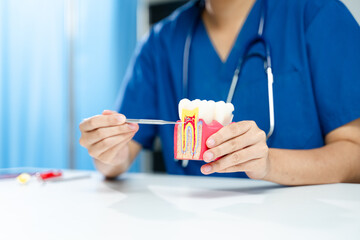 Dental professional pointing to cross section tooth model, explaining root and gum structure. and...