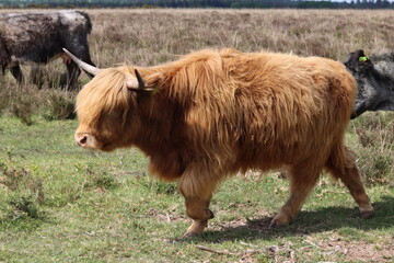 Brown highland cow in a meadow