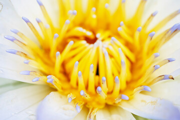 soft yellow - white lotus flower bloom and closeup pollen