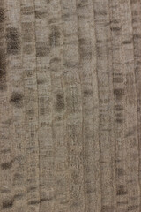 background is made of old wood. an old board. the texture of a rustic table. Eucalyptus, Mahogany, robusta, gray, wood, a place for a text or object. view from above. the effect of aging, vertical