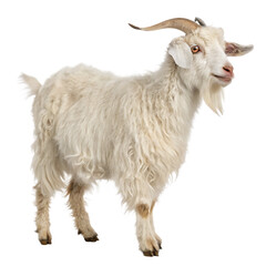 Fluffy white goat isolated on a white background png