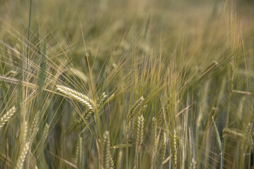 Golden ripe wheat ears in soft focus. Warm-toned abstract texture for agricultural, organic food or...