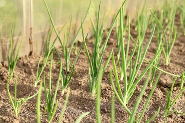 harvest of young green onions in a garden bed