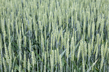 Macro view of green wheat ears with rhythmic vertical lines, natural pattern and rich detail....