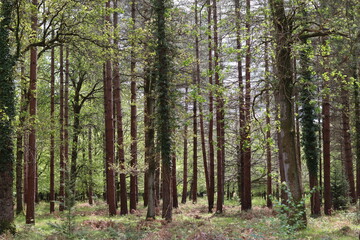 View through a woodland in spring