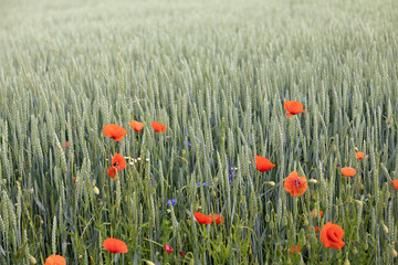 Field flowers — red poppies and cornflowers — sway in the wind above ripe wheat. Contrast of wild flora and agriculture