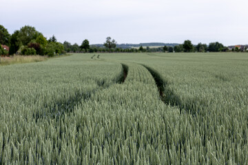 Fototapeta premium Tractor track in a lush green wheat field leading into the distance. Trees and patchwork fields cover the gently rising hill in the background. Rural spring landscape
