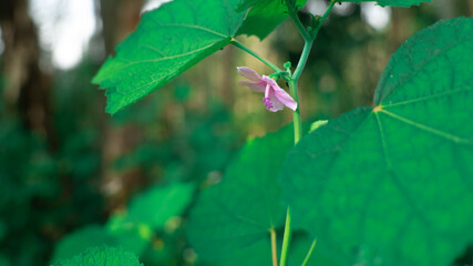the pink flower in the forest