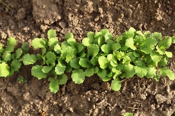 young seedlings salad on a bed in the garden