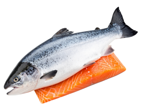 Whole Salmon Fish with Head and Tail, Fresh Catch Style, Isolated on Transparent Background