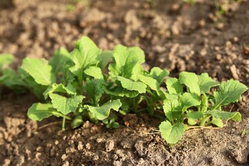 young seedlings salad on a bed in the garden