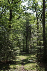 View through a woodland in spring