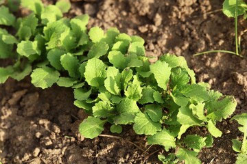 young seedlings salad on a bed in the garden